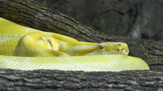 Kansas City Zoo & Aquarium on Instagram: "MOVING DAY FOR LOUISE! We are excited to share that Burmese python Louise has moved out of the Snake House and now resides in a larger habitat located on the lower level of the Discovery Barn. Animal care lead Kayleigh, the Discovery Zone team, and the maintenance department have been hard at work over the last few months renovating the habitat to be the perfect spot for Louise to slither, bathe, and lounge. Formerly inhabited by Zack the Prevost’s squir