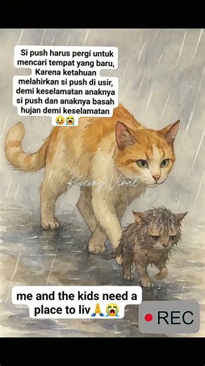 Stop membuang kucing yang melahirkan kasihannn #kucing #cat