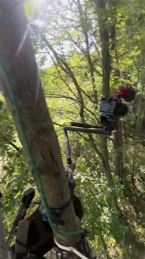 Would you sit in this tree?! #saddlehunting #treestand #hunting #bowhunt #shorts