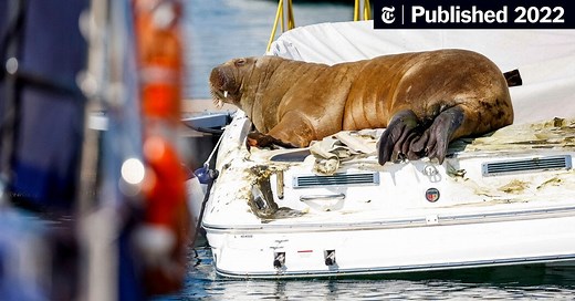 A Famous Walrus Is Killed, and Norwegians Are Divided