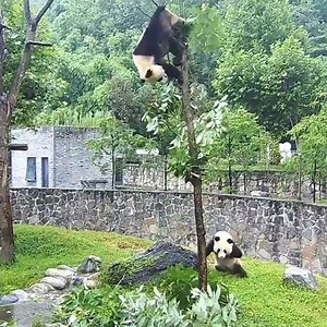4.6K views · 436 reactions | Every little tree which can grow up to a big tree will be a miracle in pandas' courtyard (Click my story for more panda videos) * Video by ©ipanda熊勒个猫 #panda#pandabear | Pandas In China | Facebook