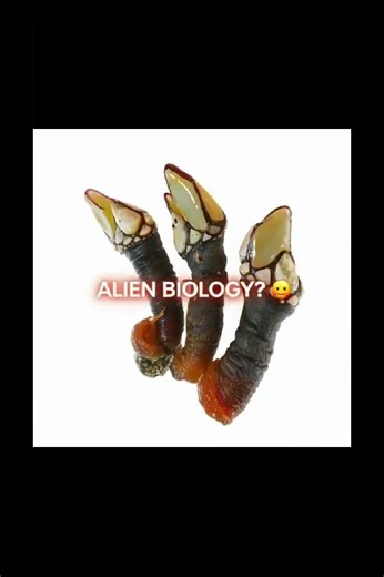 THE $100 "ALIEN" SEAFOOD! 👽🌊 (The Physics of the Perfect Boil)