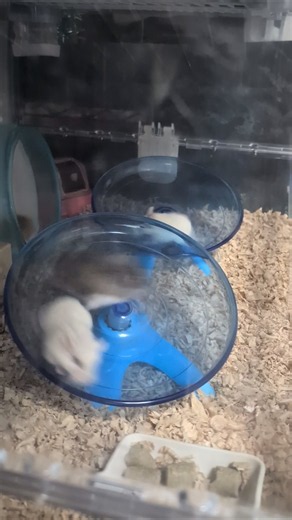 いつもの何気ない日常のハムちゃん達 #ロボロフスキー #ハムスター #ハムスタスターのいる生活 #小動物 #hamster