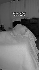 305K views · 5K reactions | Nothing like a Meowzart concerto when you’re trying to sleep  . . #cat #siberiancat #nimbus #catsofinstagram #animals #pet #funnycats #zoomies #catsofig #catstagram #cats #funnyanimals #biscuits | Nimbus Siberian | Facebook