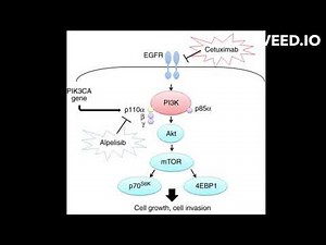 Cetuximab mode of action