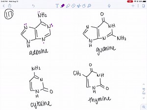 The compounds adenine, guanine, cytosine, and thymine are called the nucleic acid bases. What structural features in these compounds make them bases? | Numerade