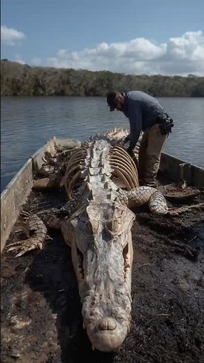 Massive Ancient Alligator Skeleton Discovered Beneath Florida Lake