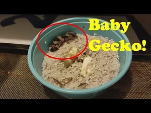 Why we cut Reptile Eggs (plus a cute gecko baby!)