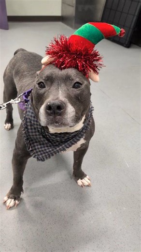 “I Want a Hippopotamus for Christmas”… but honestly, we think you’ll want Blue instead. 🎶 💙 This jolly little elf may be 10 years old, but he has never lost his sparkle! Blue is a happy, easygoing boy who has done well with other dogs, ADORES booty scratches, and lights up when he can zoom around a room. He’s a silly pup who’s looking for a second chance, a soft place to land, and someone to share his whole heart with. Come meet Blue and make his holiday wish come true! | Cleveland Animal Prot