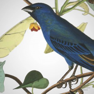 1.3K reactions · 79 shares | One of the world's rarest books, unbound. Experience Audubon's "Birds of America" at HMNS. 46 stunning, life-sized prints from National Museums Scotland. Open now - don't miss this exclusive exhibition! 列 | Houston Museum of Natural Science | Facebook