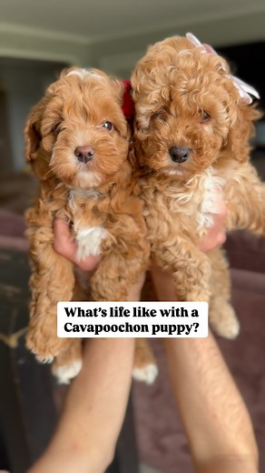 Want to know what life is like with a Cavapoochon puppy? Equal parts cuddles and play time and the cutest pups on planet 🌍 We love love love these little puppies to pieces! They’re heading to their vet check today! Ready to go home this weekend! 11-17 lbs full grown and allergy friendly - these pups are everything you’ve been wanting! If you’re looking for a puppy that doesn’t shed ✅, doesn’t make you sneeze ✅, fits in your lap ✅, travels well ✅, THESE Cavapoochon puppies are your dream come tr