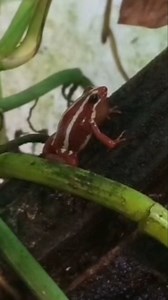 3.8K views · 51 reactions | The tiny Phantasmal Poison Dart frog has...