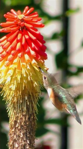 The Fastest wing on the planet belongs to: #hummingbird #nature #curiosity #birds