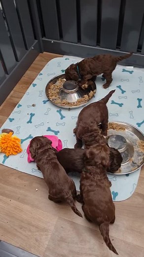 f1 cockapoo puppies 🐶 #cockapoolove #cockapoopuppys