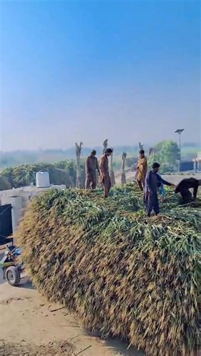 #Silage #dairy #cowcomfort #cows #cowcare #stressfree #milking #helthyanimals | Dairy Diaries