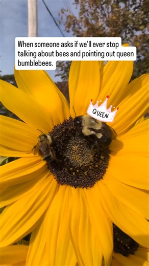 Never ever ever. Queen bumblebees are much larger than the workers and males. In this video, you can see that size difference! The Queen is on the right, about the size of a human adult thumb. A worker bumblebee is on the left. Please note that these are two different species of bumblebee (we have about 14-16 different species of bumblebee in Nova Scotia!). The only bumblebees who overwinter are new queen bumblebees. The old queen, worker bees and males die off. The new queens must store as much