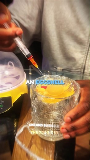 Hatching a Chicken WITHOUT an Eggshell...