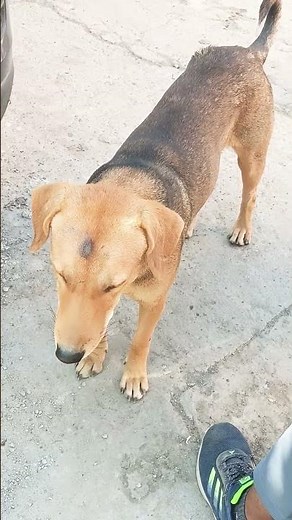 jay shree ram #cowshorts#1993ujjain