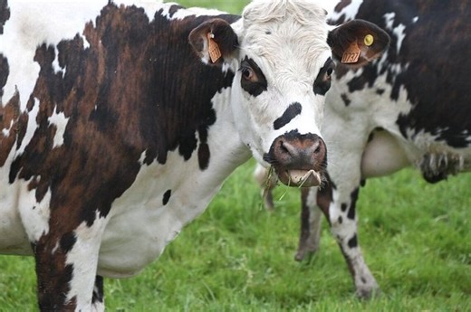 Mengenal Organ Pencernaan Hewan Ruminansia dan Fungsinya, Materi Biologi - Bobo