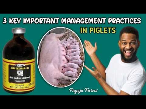 Pig farming: 3 Key important management practices in piglets