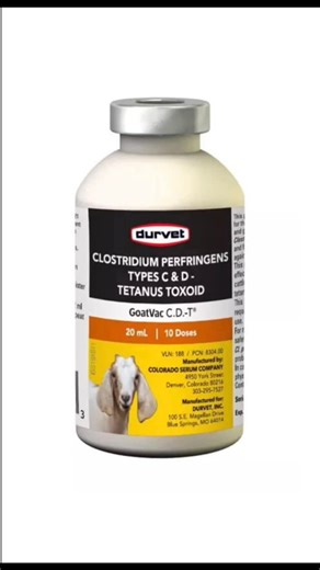 Tetanus Protection During Goat Banding Banding can expose goats to tetanus infection, especially if proper vaccination isn’t done. Tetanus toxoid provides long-term protection, but it must be given at least 3 weeks before banding and followed by a booster 21 days later. It doesn’t work immediately. Tetanus antitoxin, on the other hand, gives immediate short-term protection and should be used at the time of banding if the kid has not been previously vaccinated. ✅ Best Practice: Give Tetanus toxoi