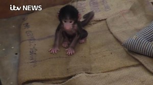 61K views · 1.6K reactions | A baby baboon abandoned by its mother after birth is being reared by zookeepers in the southern India. Vets and keepers have been feeding the baby baboon milk every two hours. Thet've also given it a soft toy monkey to cuddle in place of its mother. | ITV News | Facebook