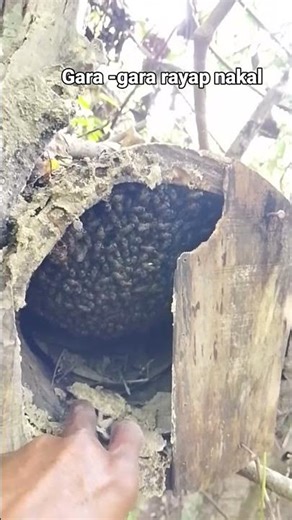how to use old tree trunks as honey containers #bee #honeybeesting #honey