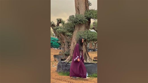 You Won’t Believe These Olive Trees 🌿 | The Widest & Tallest Olive Trees