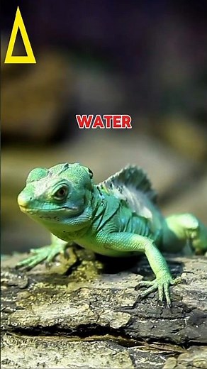 The Lizard That Runs on Water! 🦎💦 | Meet the Jesus Christ Lizard #jesuschristlizard #animalfacts