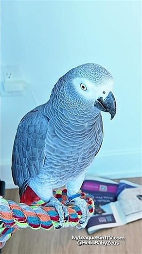 Real Parrots Teach Your Bird to Talk | Hi Everybody & I Love You ❤️🦜