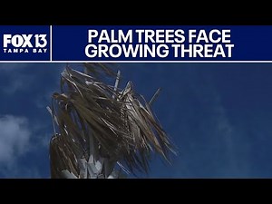 Florida palm trees face threat of lethal bronzing disease