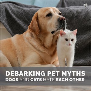 Check our blog for the answer! 🐶😸 ➡️ dpf.pet/dogs-cats-hate-myth | Diamond Pet Foods