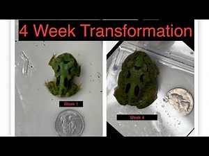 BABY PACMAN FROG’S 4 week Transformation will SHOCK You!