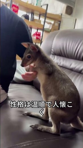 カンガルー #animals #動物