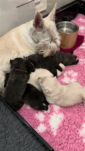 Elsie's Second Litter of babies during week 3.