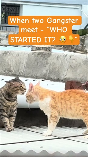 Cat Fight Gets Intense — Wait for the End! 🐱⚡ #catfight #funnycats #catvideos #catshorts #viralcats