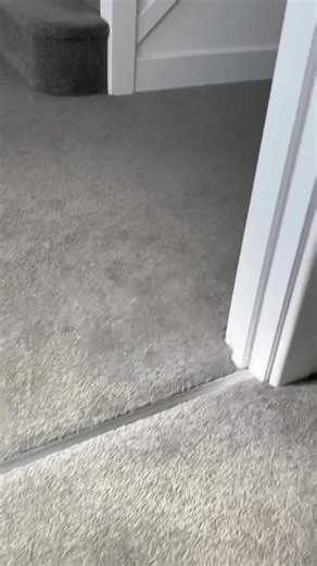 Socks vs Groan Tube: Cat Sound Comparison