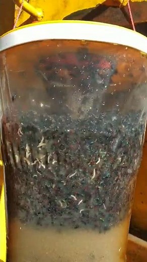 Red Top Fly Trap - Best Fly Catcher!