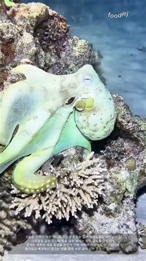 색뿐 아니라 질감도 바꾸는 위장의 원리 #worker #process #camouflage #animals #octopus
