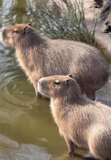 Capibara🔥 #capibara #edit #aftereffects #adobeaftereffects | Capybara
