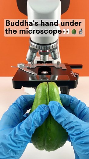 Would you still eat Buddha’s hand after seeing it magnified 400 times?#undermicroscope #microscope #fyp #tiktok