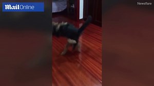 Dog BODY-SLAMS cat in the ultimate pet wrestling video