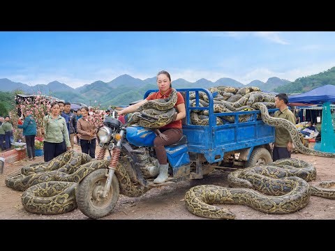 TIMELAPSE -- Harvest 1000+ Big Python, Use 3-Wheeled Truck Giant Python Go to Market Sell