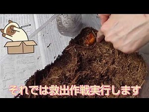 カブトムシくん救出大作戦