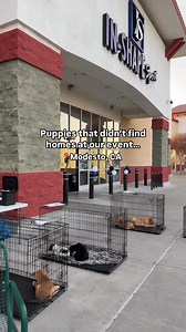 298K views · 5.2K reactions | These puppies are still waiting for homes at 3647 Cornucopia Way, Modesto, CA. Could one of them be your perfect match?  A huge thank you to our friends at @inshape.turlock for hosting us and helping these pups get the love and attention they deserve!  #adopt #adoptme #animalshelter #puppy #puppylove #shelterdog #shelterdogs #shelterpuppy | Stanislaus Animal Services Agency | Facebook