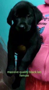 3 comments | Heavy Bone Black Labrador F Call 9800043052 for details. | The PET Shoppe Siliguri | Facebook
