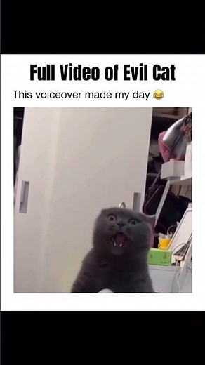 Full Video of #EvilCat 😈🐈‍⬛️