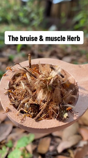 Arnica Benefits: Bruise Relief and Healing Properties