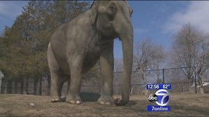 Two elephants battle in a Massachusetts zoo