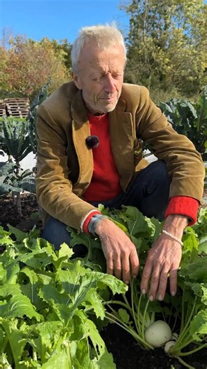 Large turnips often get a bad name for being tough and less sweet — so we did a taste test to find out! These Tokyo Cross F1 turnips were multisown on 15 August, transplanted on 29 August, and filmed eight weeks later at Homeacres Garden, Somerset. Surprisingly, the larger ones were slightly sweeter and just as tender as the small ones. Don’t be afraid of your roots getting big — they can still be delicious! #nodig #charlesdowding #tokyocross #growyourown #turnips | Charles Dowding No Dig Garden